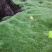 野生苔藓植物微景观盆景铺面藓活包邮DIY创意迷你植物假山
