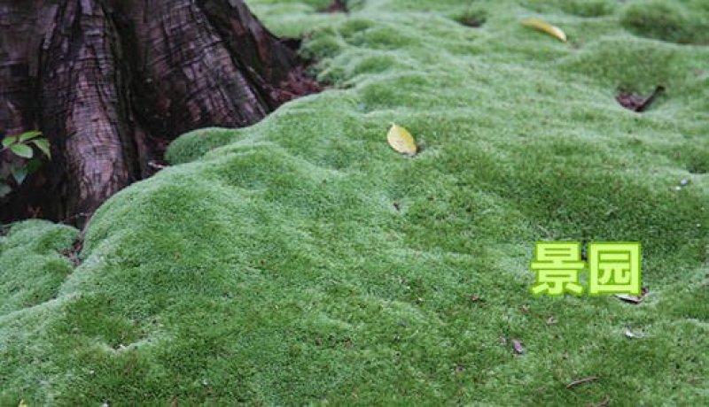 野生苔藓植物微景观盆景铺面藓活包邮DIY创意迷你植物假山