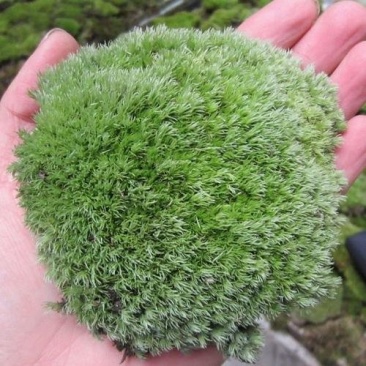 野生苔藓植物微景观盆景铺面藓活包邮DIY创意迷你植物假山