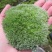 野生苔藓植物微景观盆景铺面藓活包邮DIY创意迷你植物假山