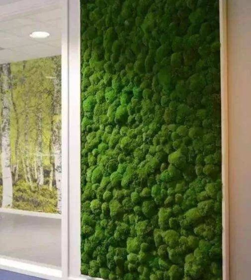 野生苔藓植物微景观盆景铺面藓活包邮DIY创意迷你植物假山