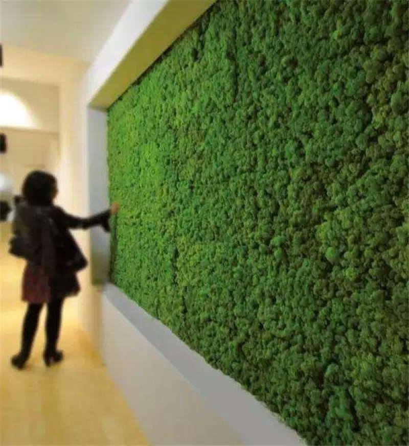 野生苔藓植物微景观盆景铺面藓活包邮DIY创意迷你植物假山