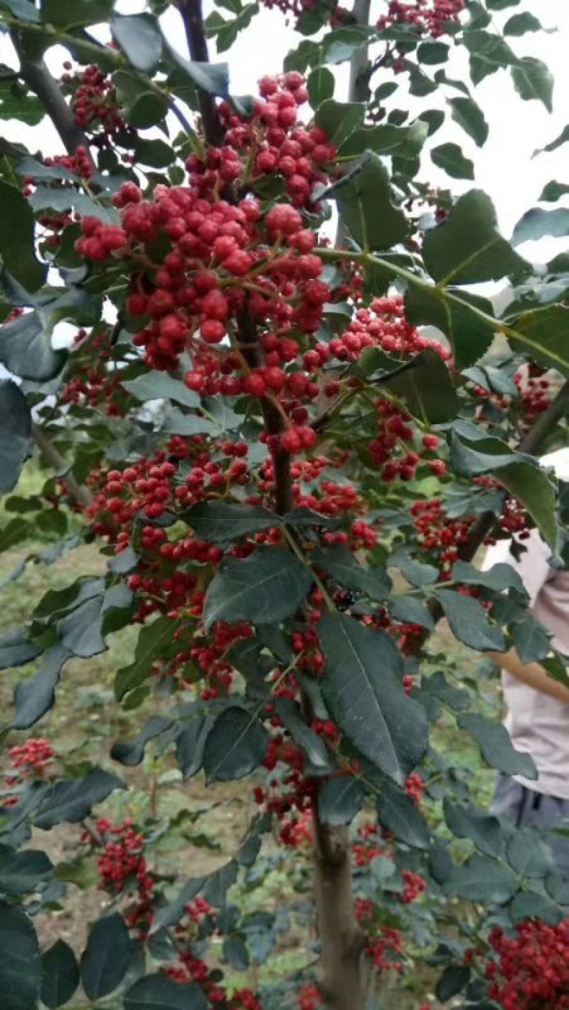 花椒树20~30cm一年苗二年苗保品种
