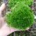 野生苔藓植物微景观盆景铺面藓活包邮DIY创意迷你植物假山