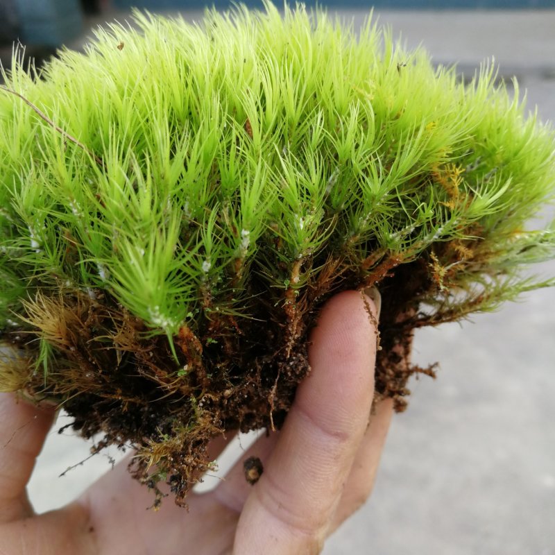 野生苔藓植物微景观盆景铺面藓活包邮DIY创意迷你植物假山
