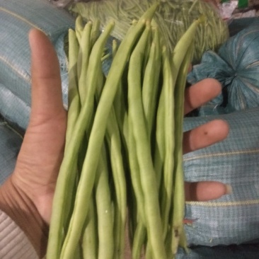 云南四季豆小金豆基地直发全国供应保质保量可视频