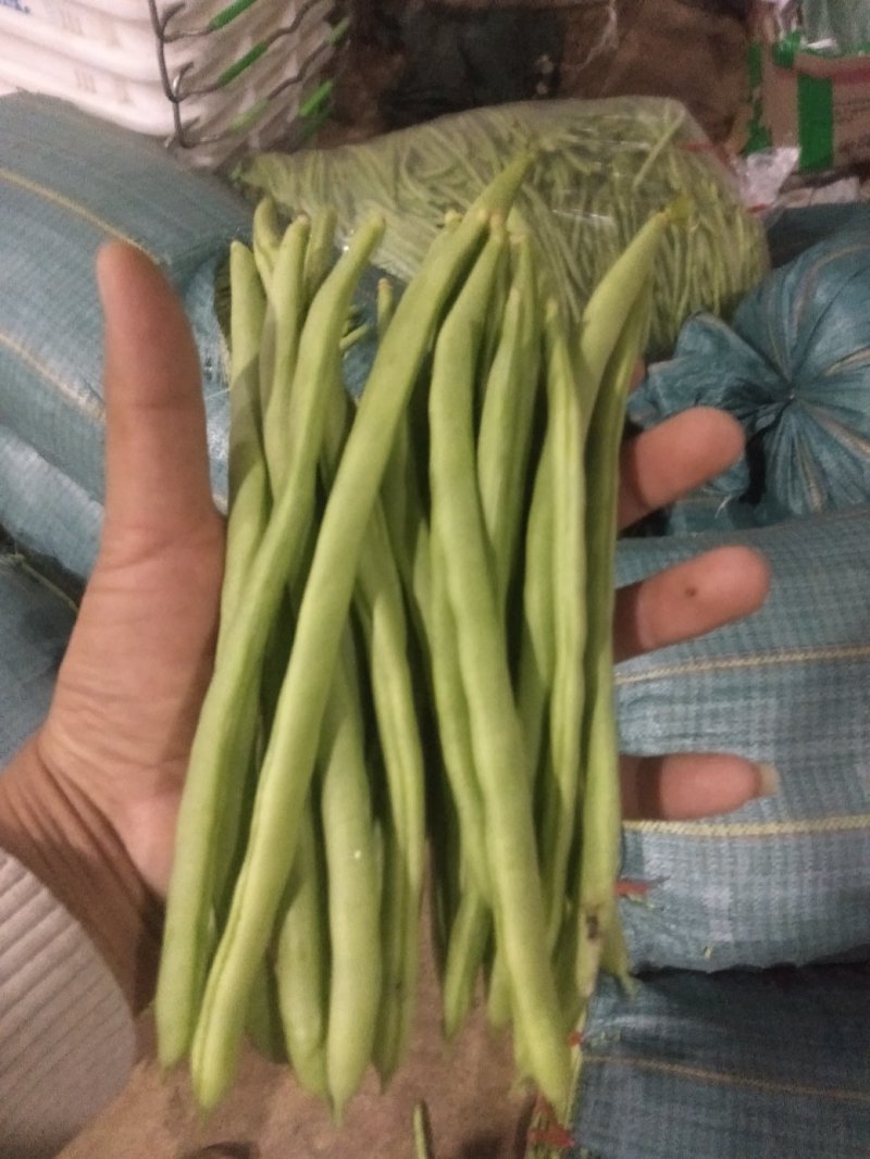 云南四季豆小金豆基地直发全国供应保质保量可视频