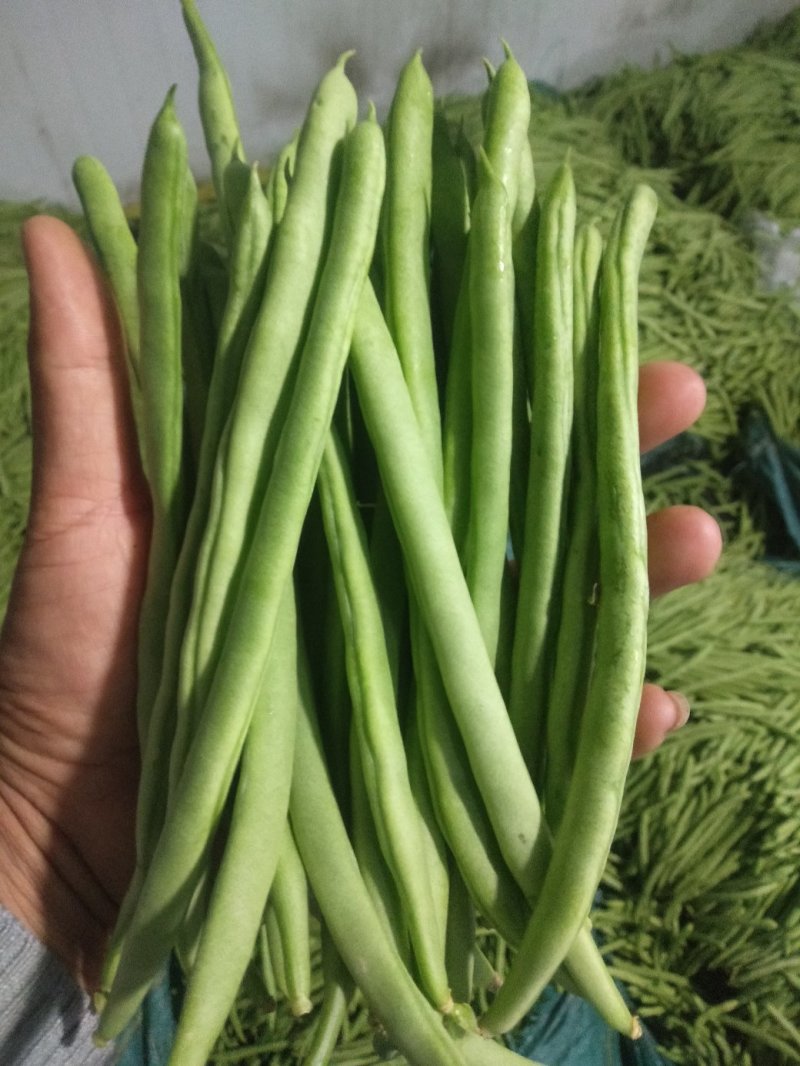 云南四季豆小金豆基地直发全国供应保质保量可视频