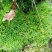 野生苔藓植物微景观盆景铺面藓活包邮DIY创意迷你植物假山