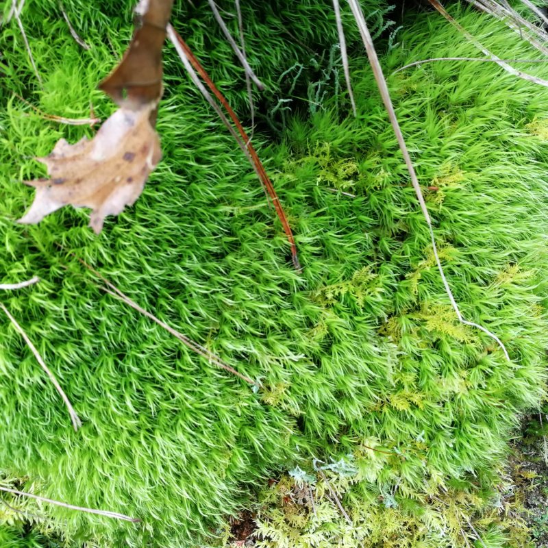 野生苔藓植物微景观盆景铺面藓活包邮DIY创意迷你植物假山