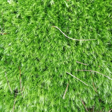 野生苔藓植物微景观盆景铺面藓活包邮DIY创意迷你植物假山