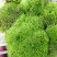 野生苔藓植物微景观盆景铺面藓活包邮DIY创意迷你植物假山