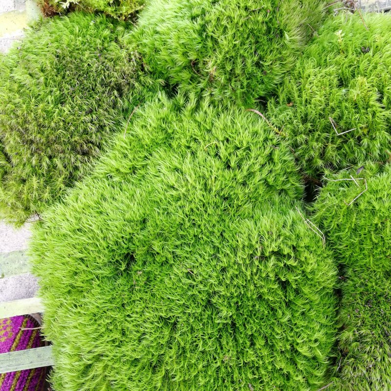 野生苔藓植物微景观盆景铺面藓活包邮DIY创意迷你植物假山
