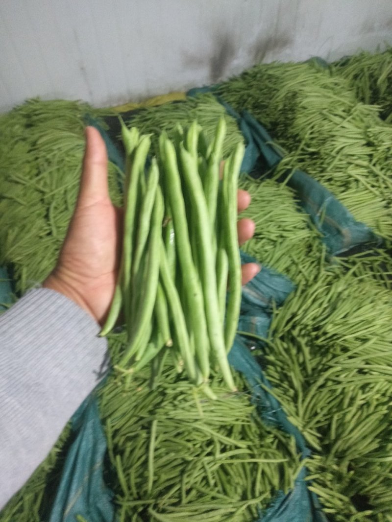 云南四季豆小金豆基地直发全国供应保质保量可视频