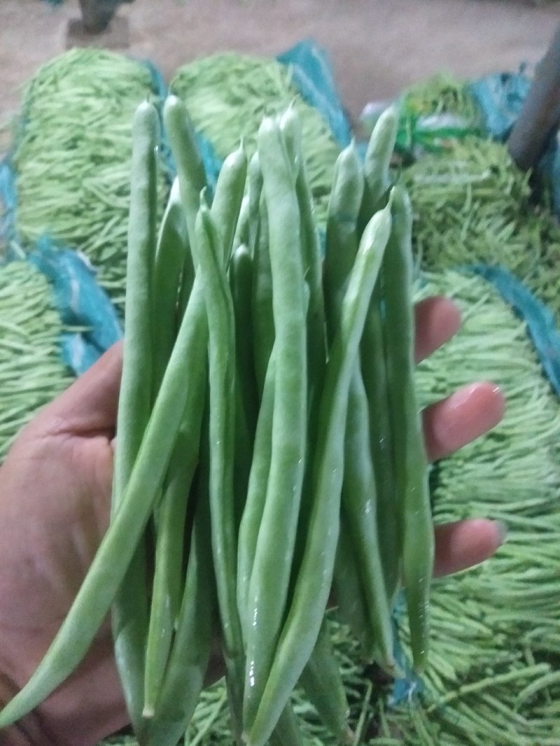 云南四季豆小金豆基地直发全国供应保质保量可视频