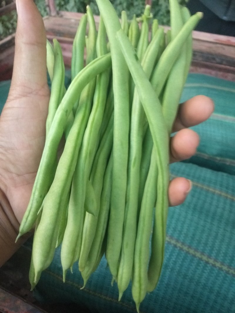 云南四季豆小金豆基地直发全国供应保质保量可视频