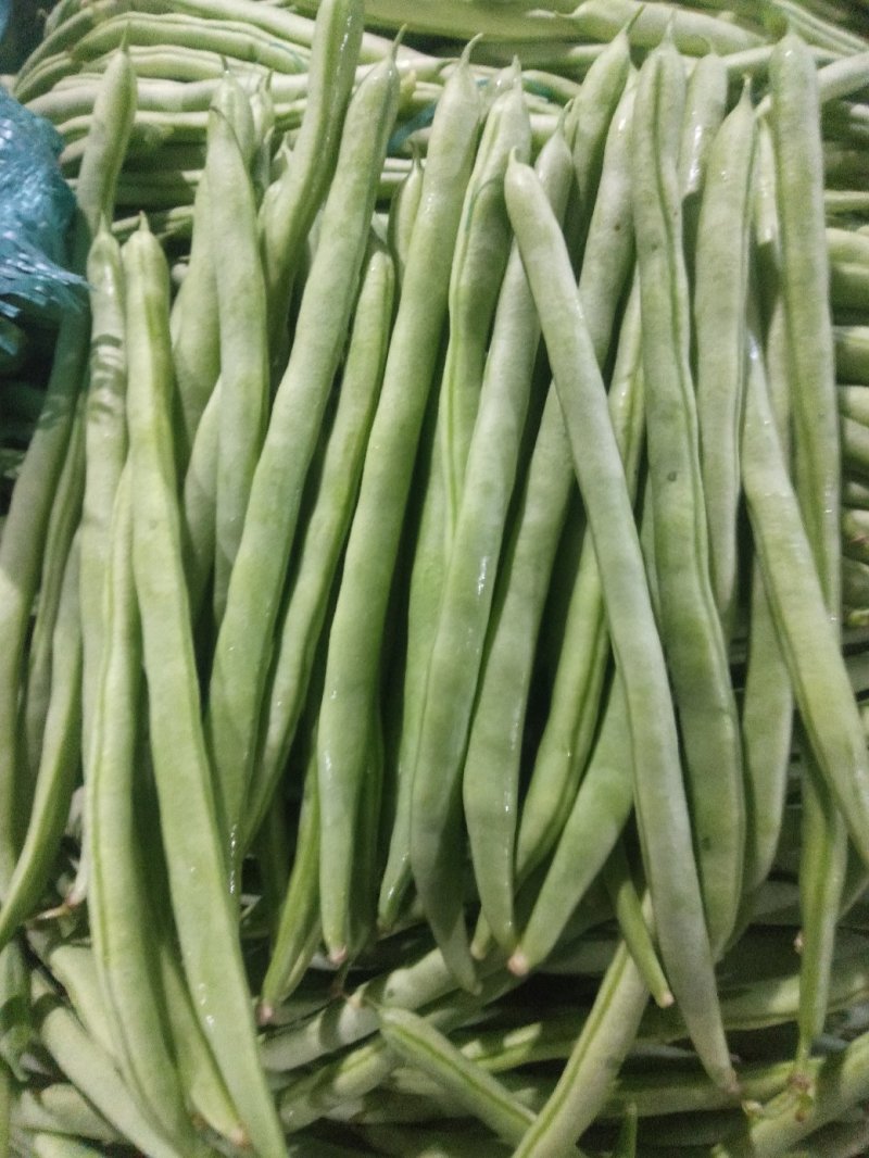 云南四季豆小金豆基地直发全国供应保质保量可视频