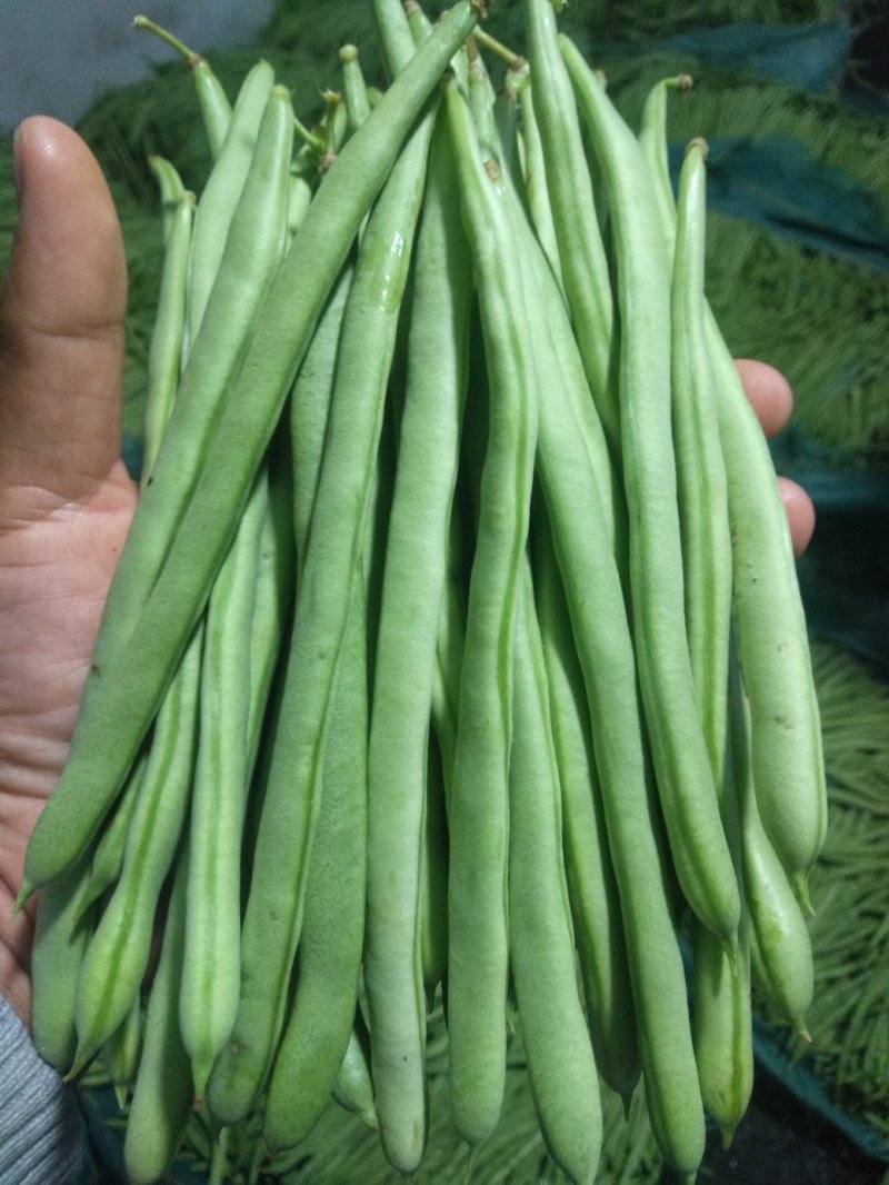 云南四季豆小金豆基地直发全国供应保质保量可视频