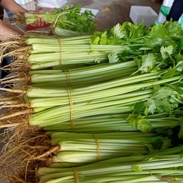 精品香芹