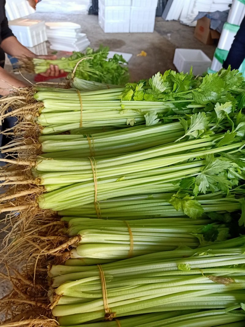 精品香芹