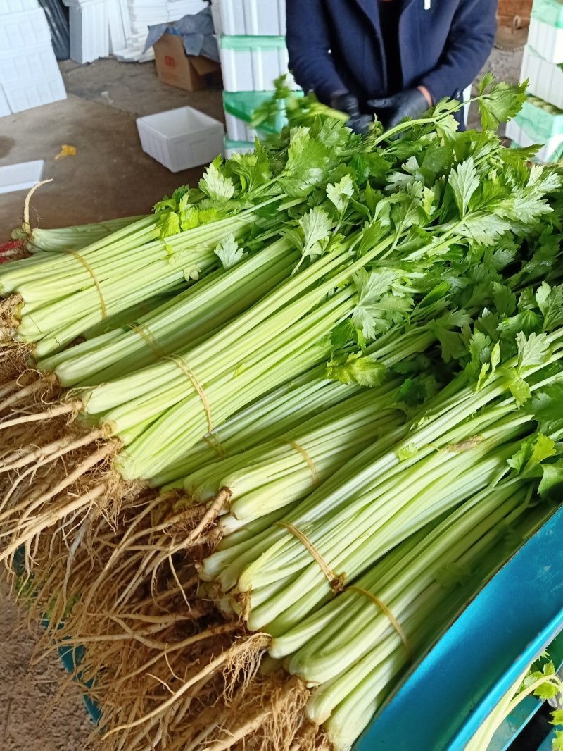 精品香芹