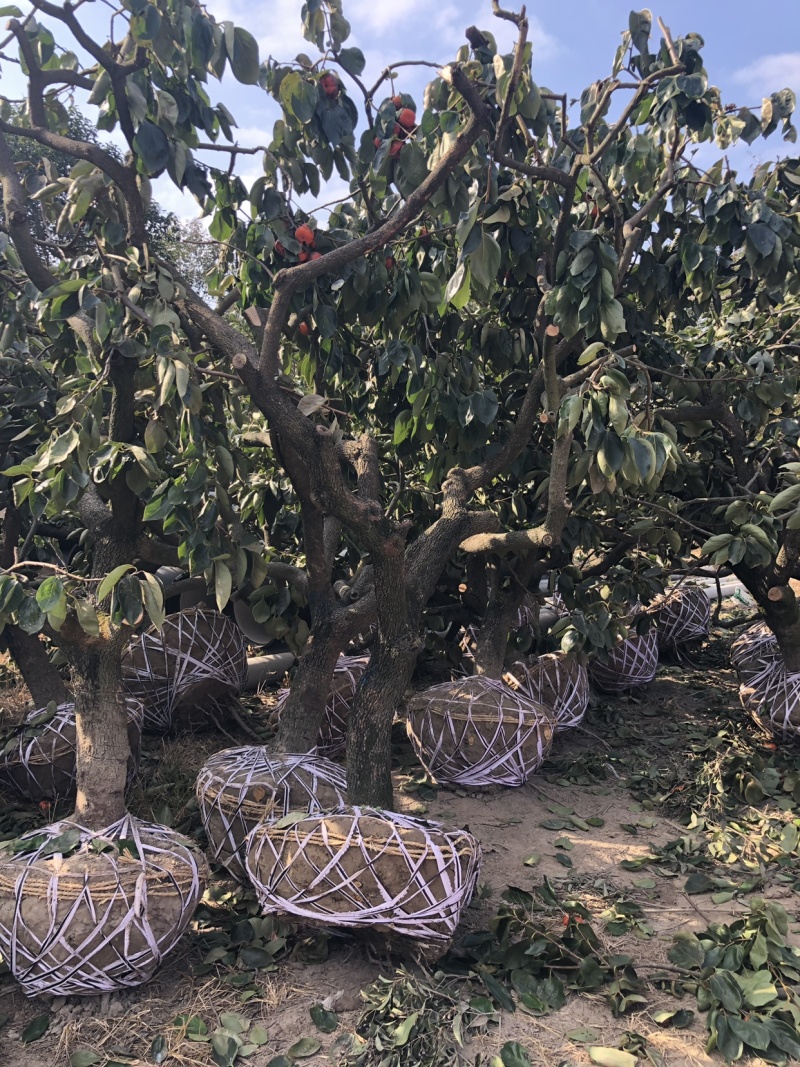 柿子树江苏东台产地规格12-18公分
