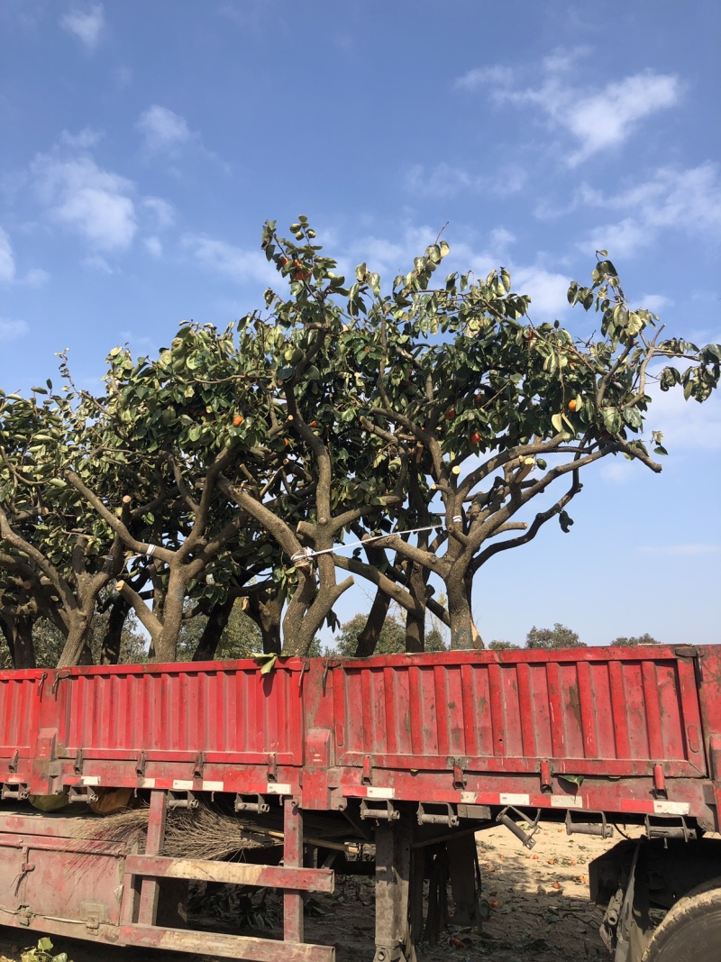 柿子树江苏东台产地规格12-18公分