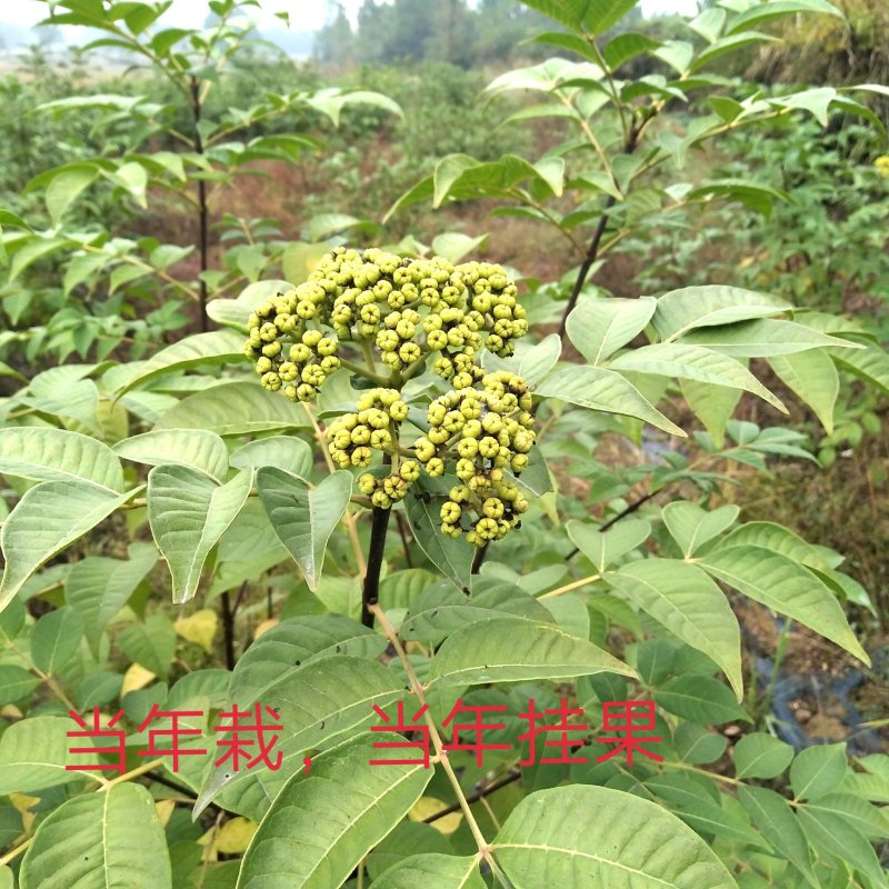 江西中花吴茱萸苗，茶腊子，高产，超药典含量