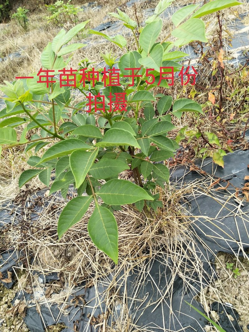 高产江西中花吴茱萸苗，茶腊子，吴萸苗