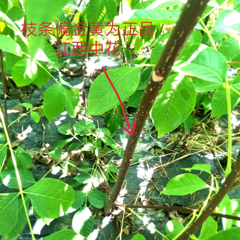 高产江西中花吴茱萸苗，茶腊子，吴萸苗