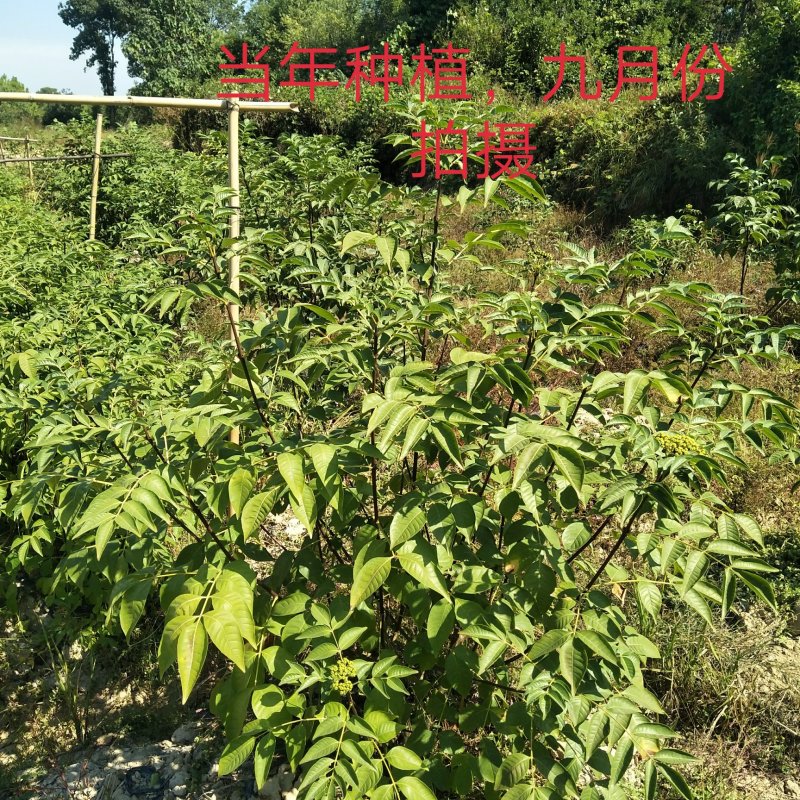 高产江西中花吴茱萸苗，茶腊子，吴萸苗