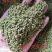 高产江西中花吴茱萸苗,茶腊子,吴萸苗