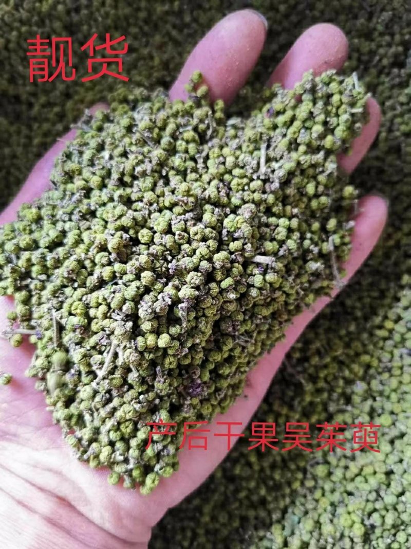 高产江西中花吴茱萸苗，茶腊子，吴萸苗