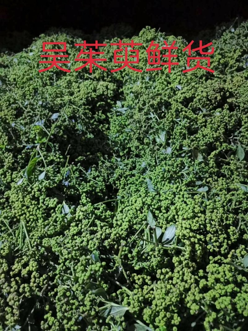 高产江西中花吴茱萸苗，茶腊子，吴萸苗