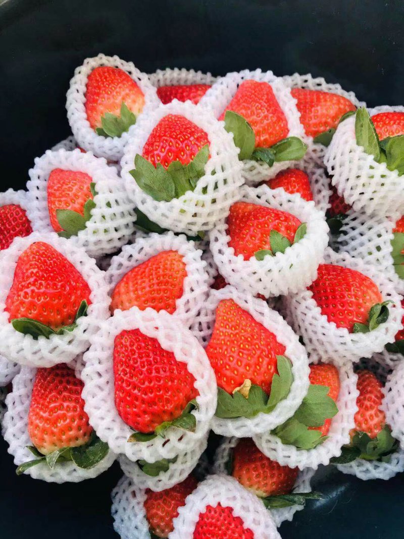 草莓