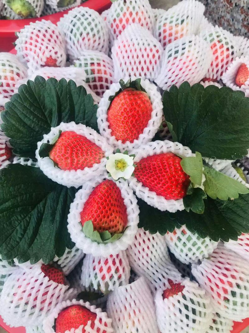 草莓