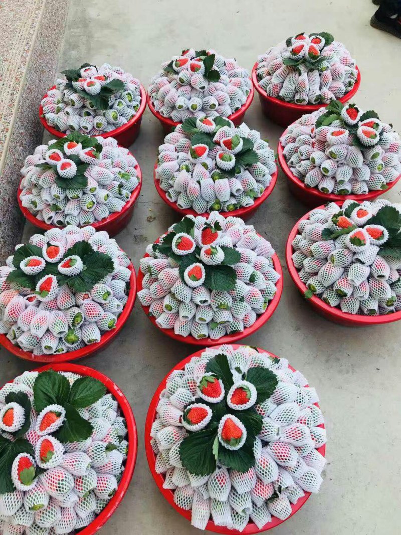 草莓