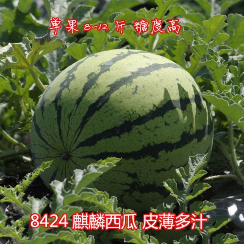 早熟麒麟瓜西瓜种子早佳8424西瓜种子四季种植皮薄甜脆多