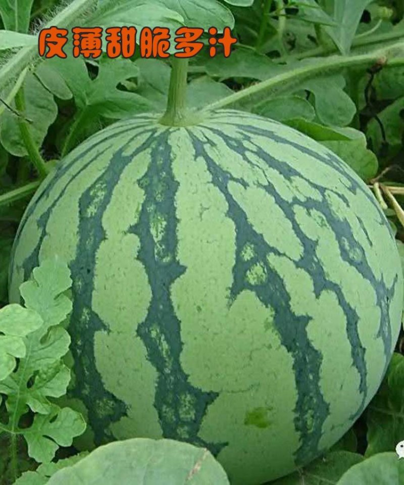 早熟麒麟瓜西瓜种子早佳8424西瓜种子四季种植皮薄甜脆多