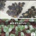 早熟麒麟瓜西瓜种子早佳8424西瓜种子四季种植皮薄甜脆多