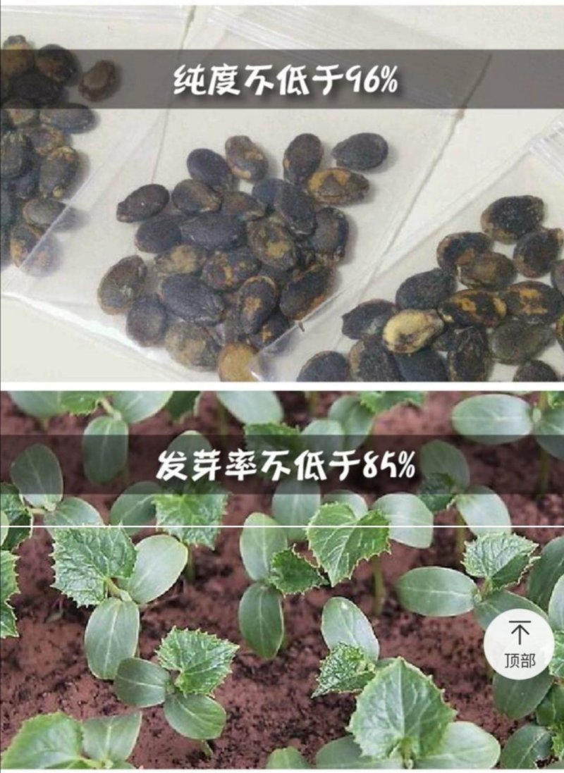 早熟麒麟瓜西瓜种子早佳8424西瓜种子四季种植皮薄甜脆多