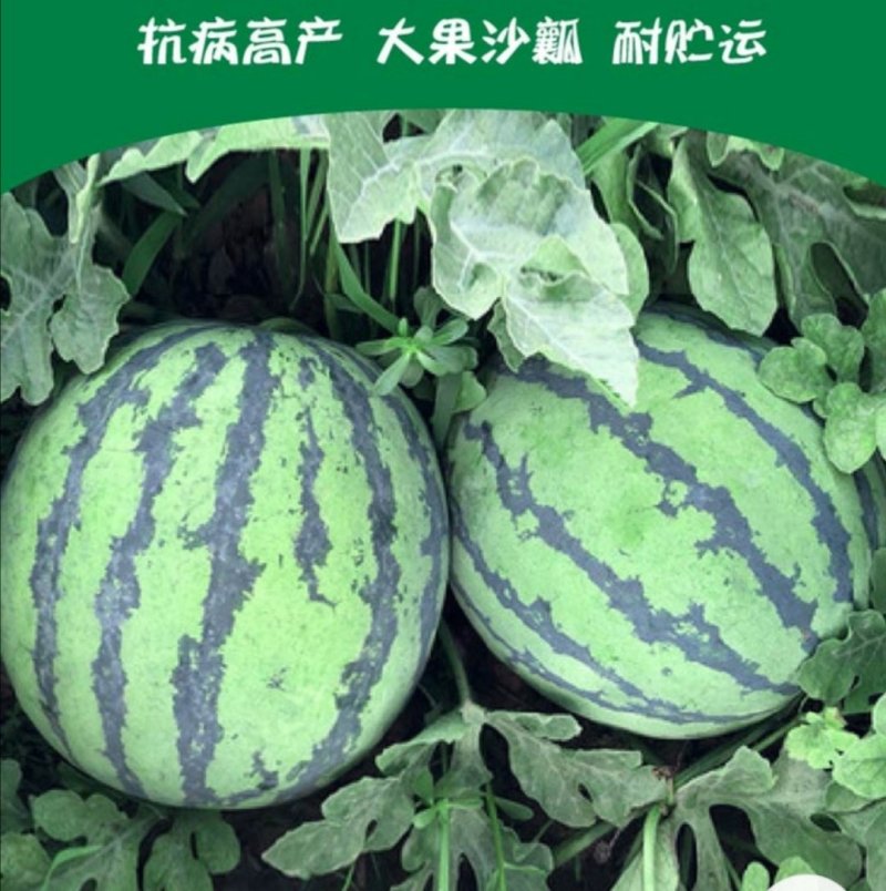 早熟麒麟瓜西瓜种子早佳8424西瓜种子四季种植皮薄甜脆多