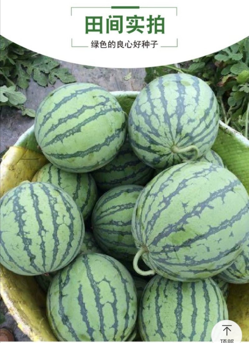 早熟麒麟瓜西瓜种子早佳8424西瓜种子四季种植皮薄甜脆多