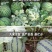 早熟麒麟瓜西瓜种子早佳8424西瓜种子四季种植皮薄甜脆多