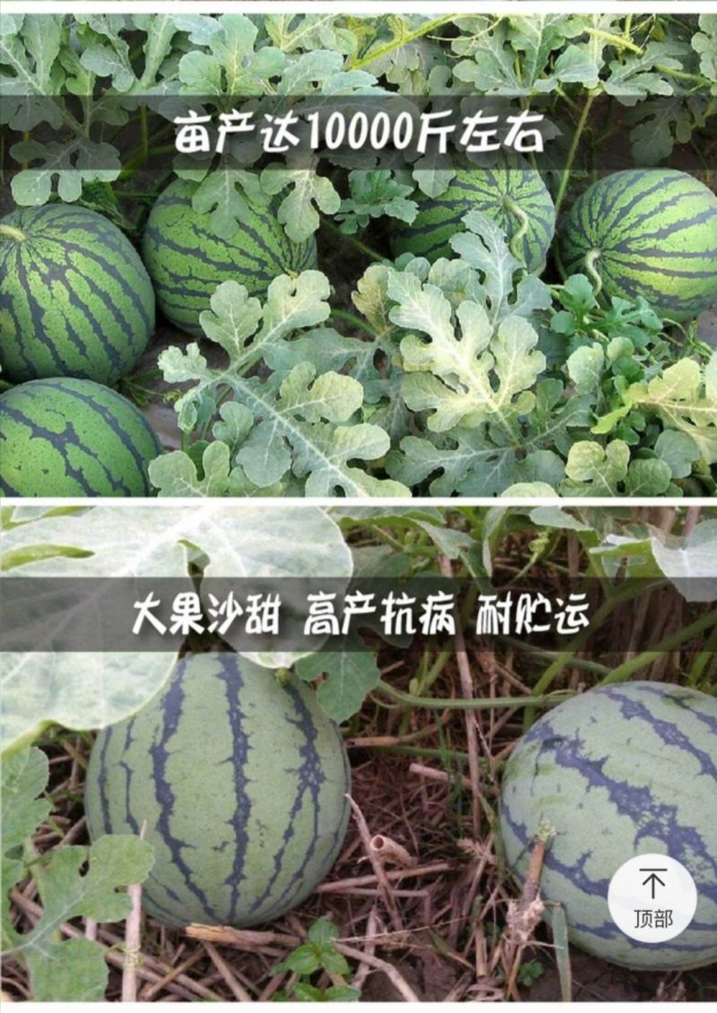 早熟麒麟瓜西瓜种子早佳8424西瓜种子四季种植皮薄甜脆多