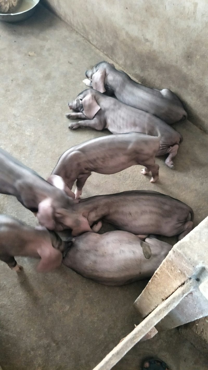 母猪