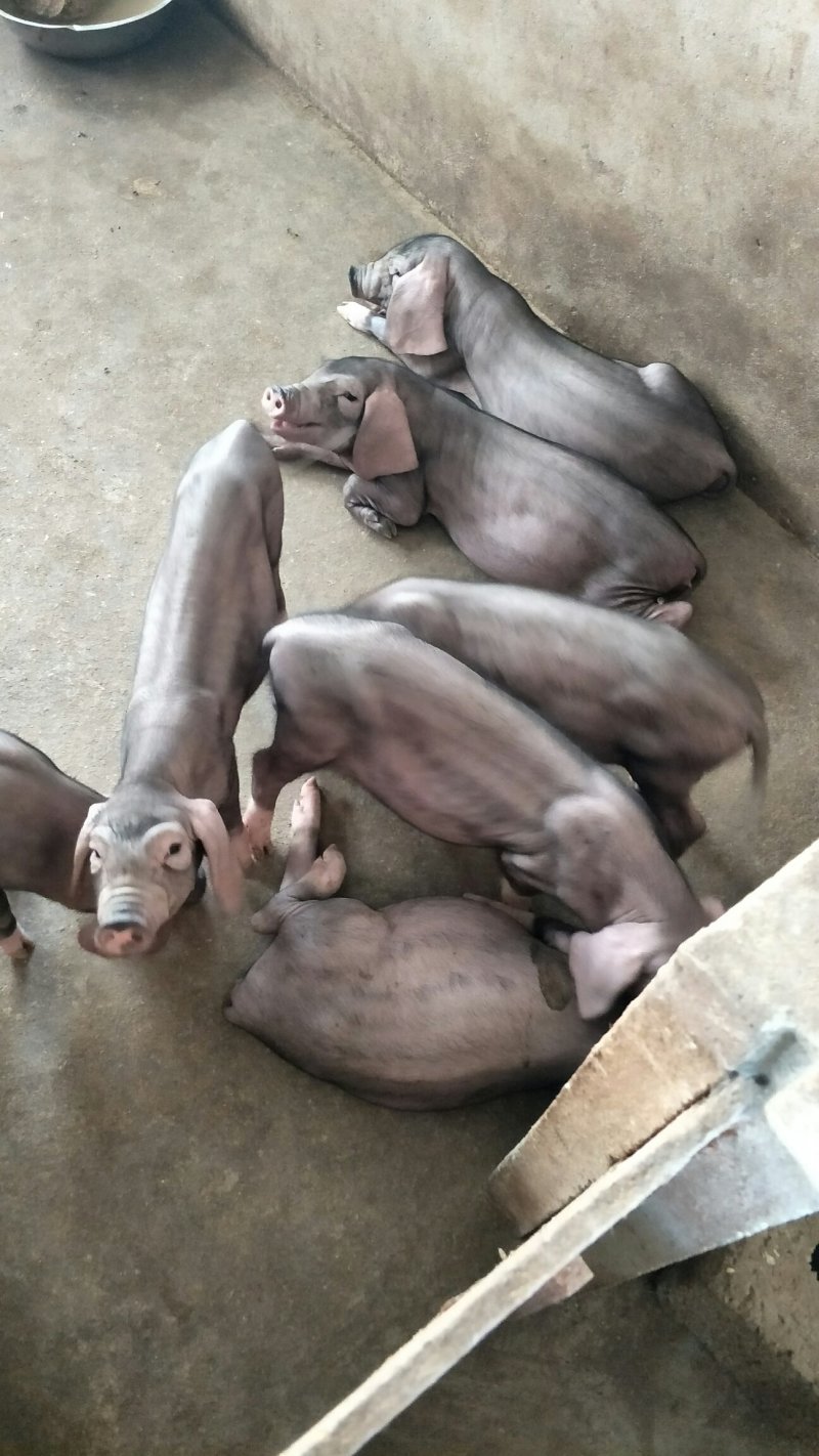 母猪