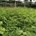 高产江西中花吴茱萸苗,茶腊子,吴萸苗