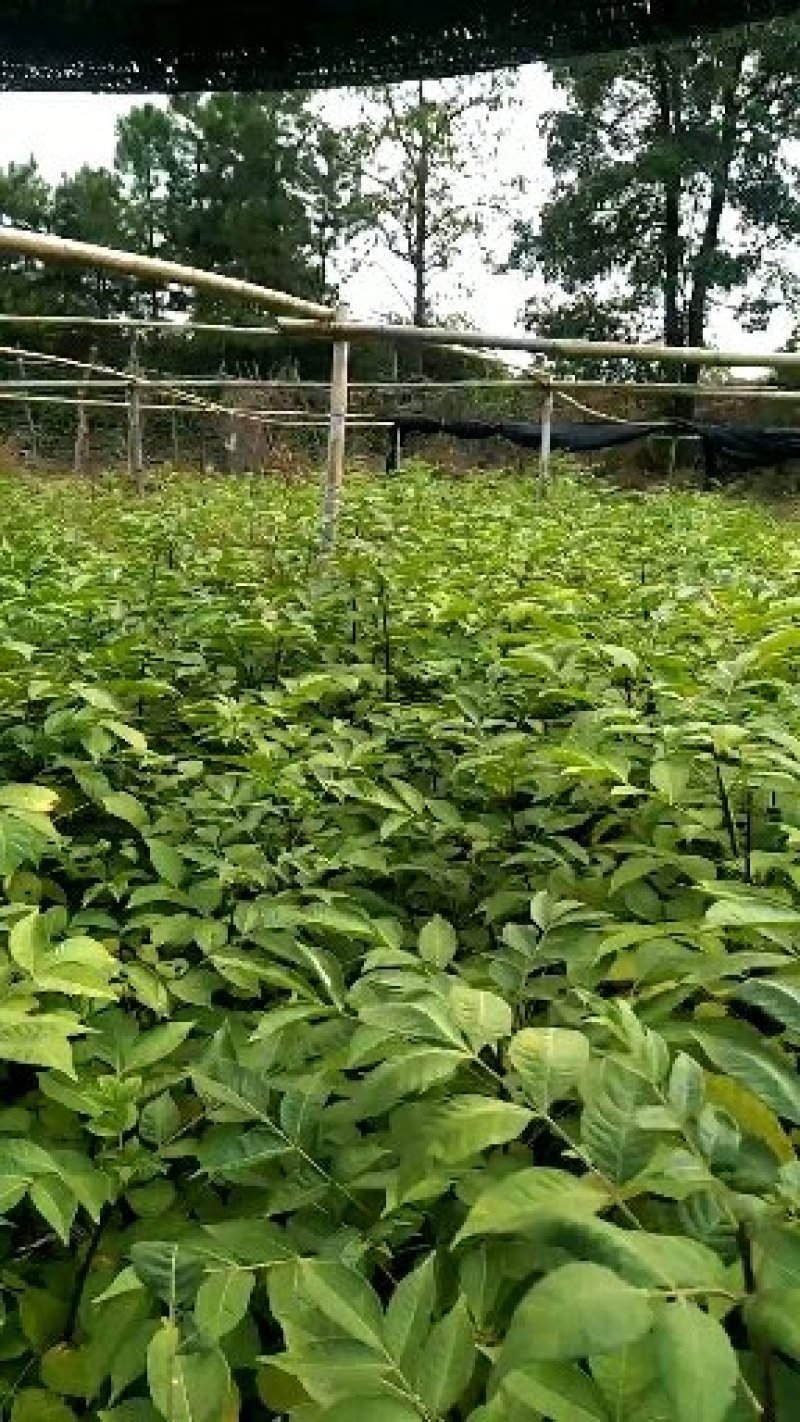 高产江西中花吴茱萸苗，茶腊子，吴萸苗