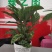90盆新飞羽竹芋室内观叶植物110/140盆载耐摆放